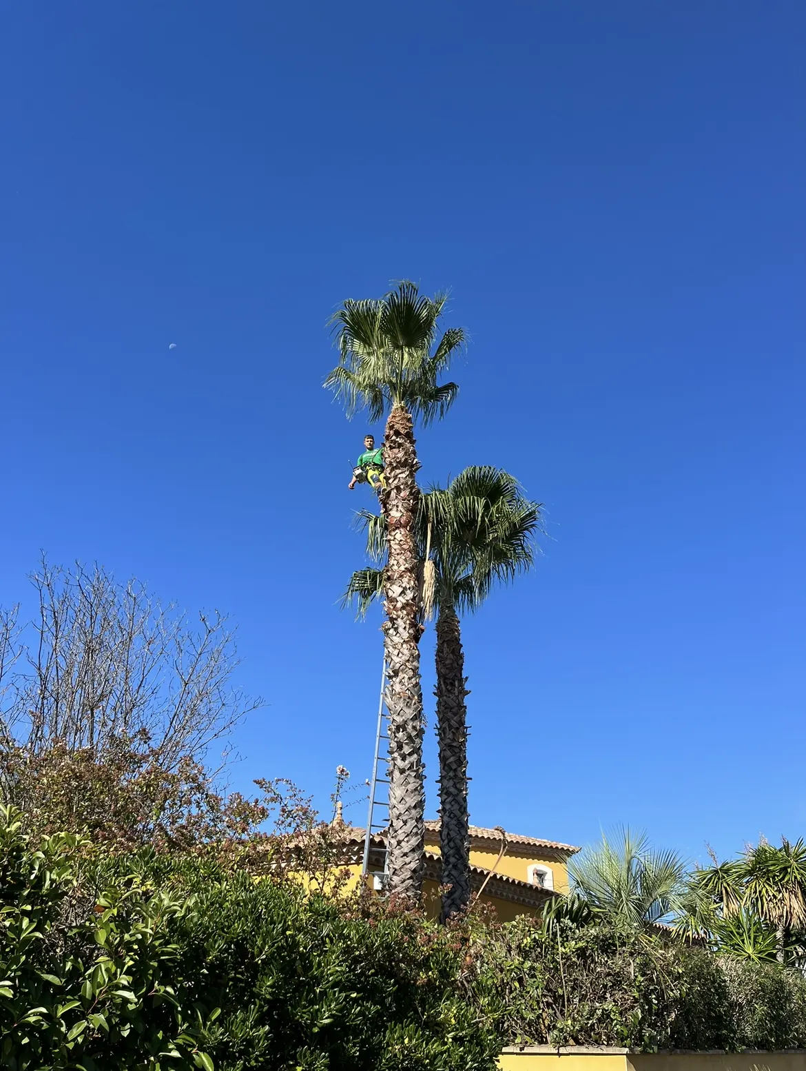 Deux palmiers fraîchement taillés sur fond de ciel bleu